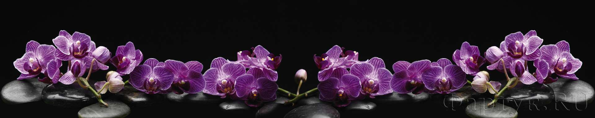 Ветки орхидеи на камнях