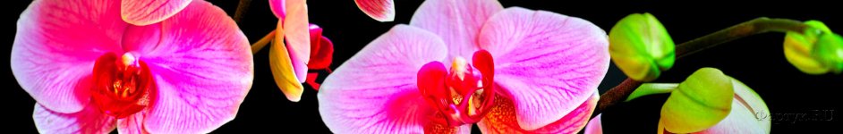 Скинали — Розовые орхидеи на черном фоне