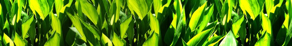 Скинали — Зеленая листва 