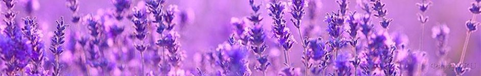 Скинали — Лаванда на фиолетовом фоне