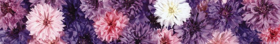 Скинали — Фиолетовые пионы