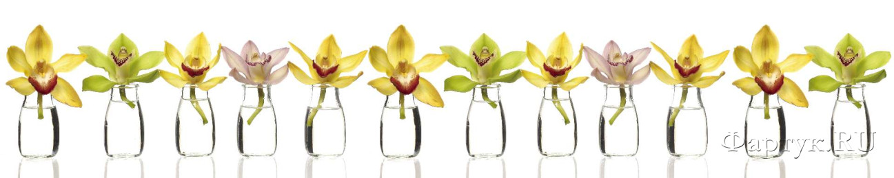 Скинали — Орхидеи в сосудах