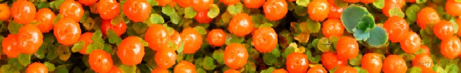 Скинали — Оранжевые ягоды