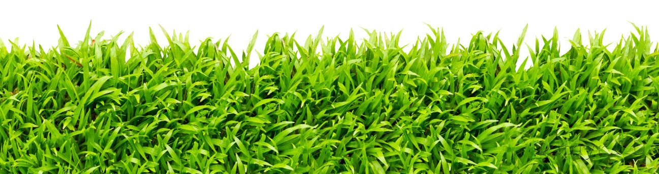Скинали — Густая зеленая трава на белом фоне