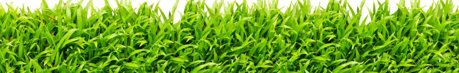 Скинали — Густая зеленая трава на белом фоне
