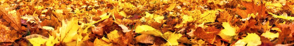 Скинали — Кленовые листья