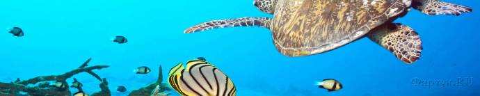 Скинали — Подводный мир морская черепаха и рыбки
