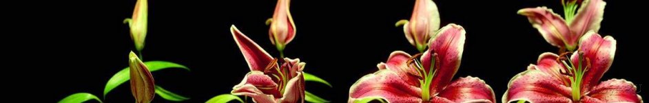 Скинали — Распускание лилии