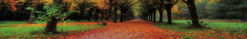 Скинали — Осень в лесу