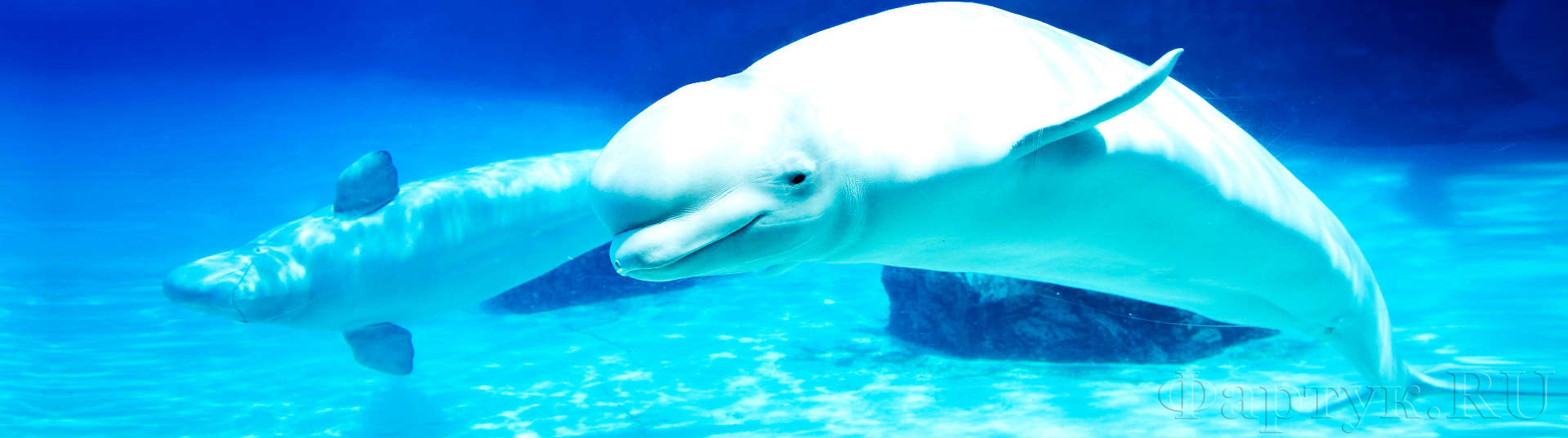 Подводный мир белые дельфины