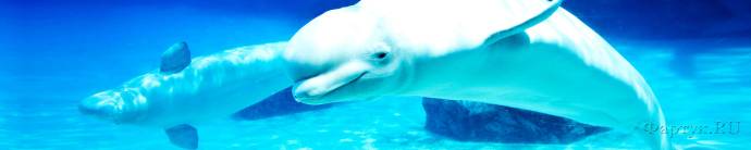 Скинали — Подводный мир белые дельфины
