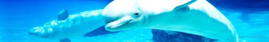 Скинали — Подводный мир белые дельфины