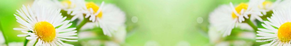 Скинали — Белые цветы на зеленом фоне