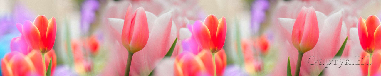Скинали — Нежные тюльпаны