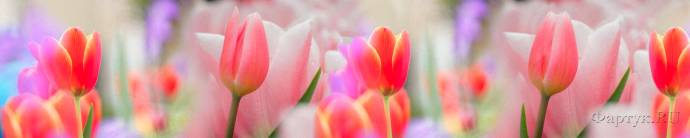 Скинали — Нежные тюльпаны