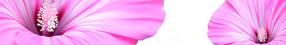 Скинали — Нежно- розовые цветы альстромерии на белом фоне 