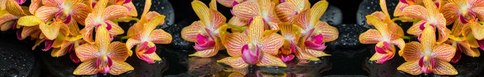 Скинали — Желтые орхидеи на камнях