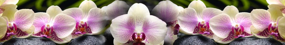 Скинали — Нежные орхидеи на камнях