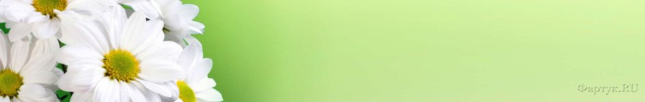 Скинали — Ромашки на зеленом фоне