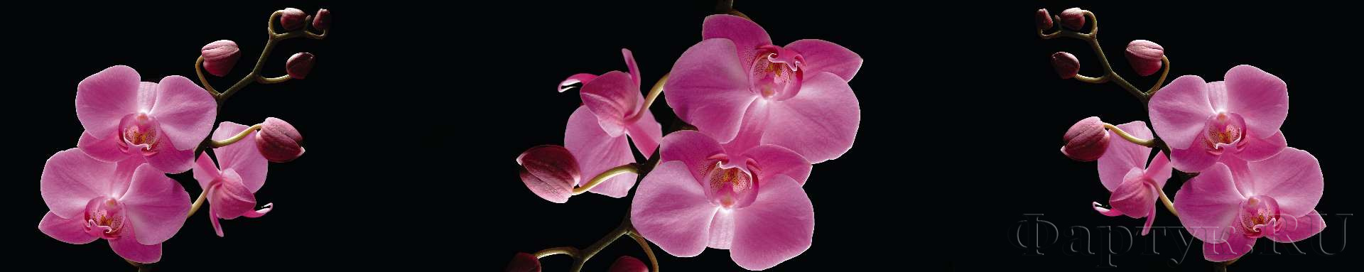Фиолетовые орхидеи на черном фоне