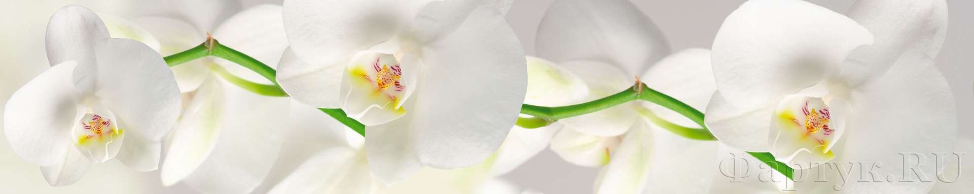 Крупная белая орхидея