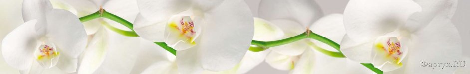 Скинали — Крупная белая орхидея