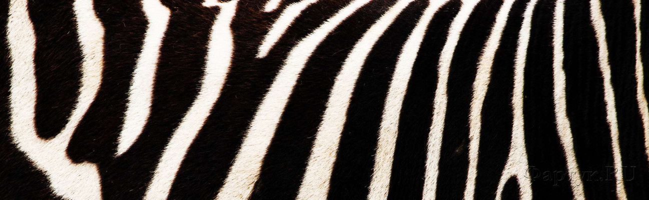 Скинали — Шкура зебры