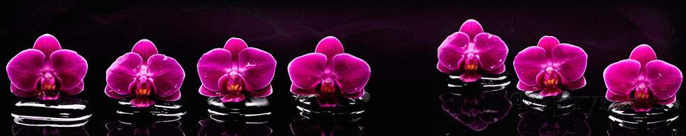 Скинали — Фиолетовые цветки орхидеи на черных камнях