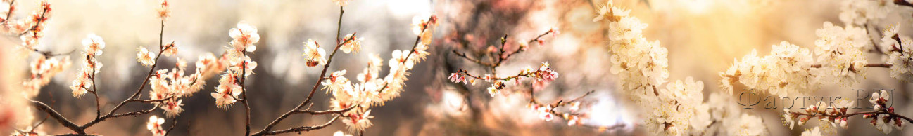 Скинали — Аромат цветущей вишни 