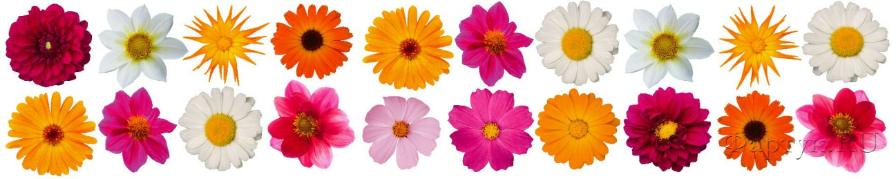 Скинали — Разноцветные цветы