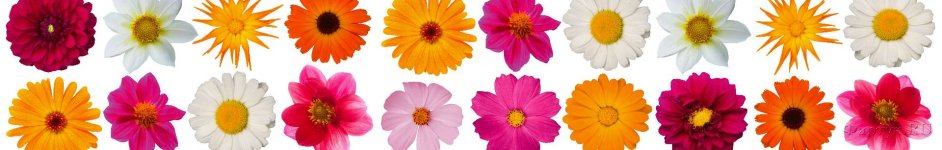 Скинали — Разноцветные цветы
