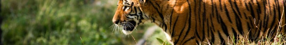 Скинали — Амурский тигр