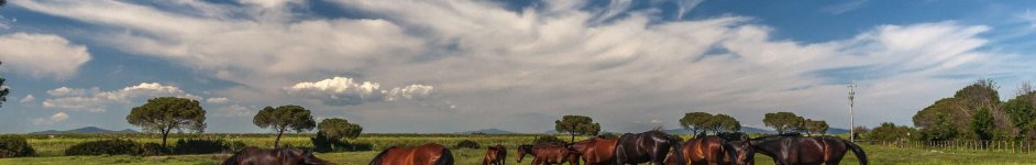 Скинали — Лошади в поле