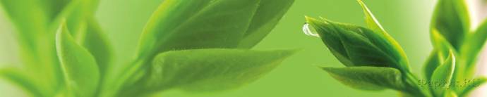 Скинали — Листья зеленого чая