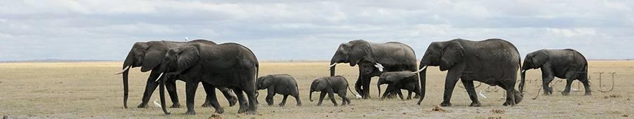 Скинали — Стадо слонов
