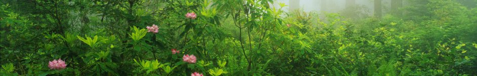 Скинали — Тропический лес