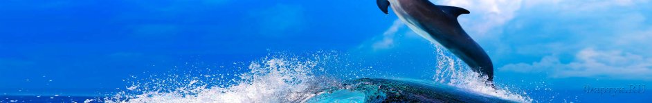 Скинали — Прыгающий над водой дельфин