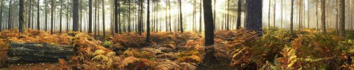 Скинали — Осенний пейзаж в лесу