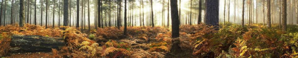 Скинали — Осенний пейзаж в лесу