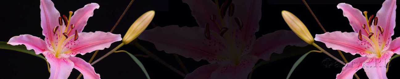 Скинали — Крупные цветки розовой лилии