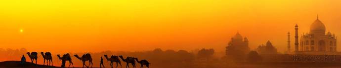 Скинали — Верблюды в пустыне на закате