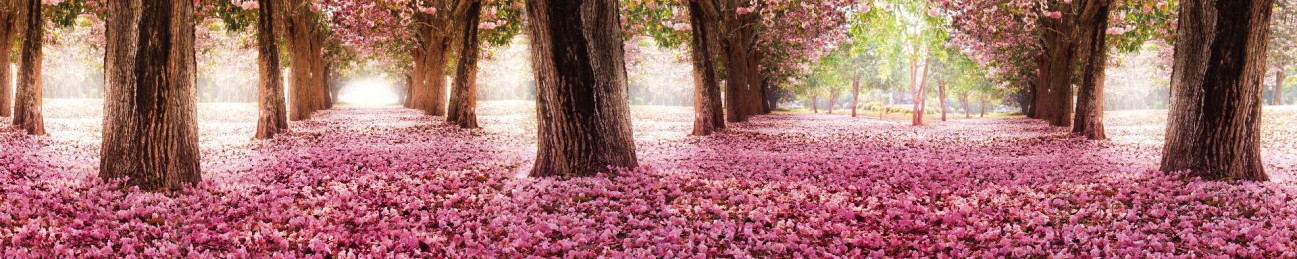 Скинали — Розовые цветущие деревья
