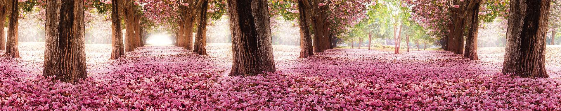 Розовые цветущие деревья