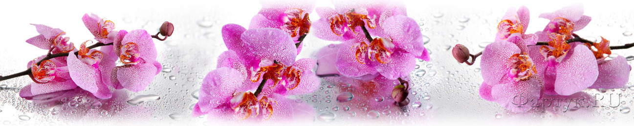 Скинали — Розовые орхидеи в брызгах воды