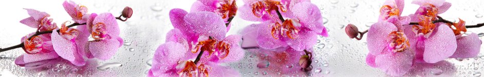 Скинали — Розовые орхидеи в брызгах воды
