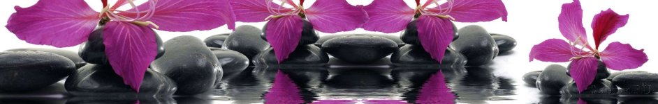 Скинали — Фиолетовые цветки на черных камнях с отражением 