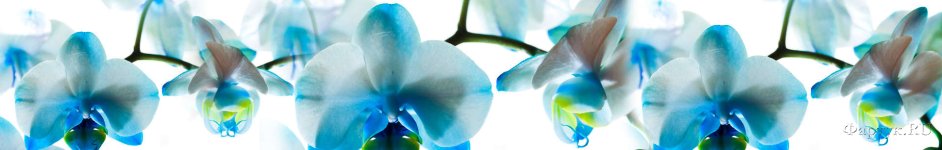 Скинали — Голубые орхидеи