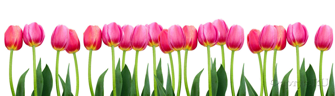 Скинали — Розовые тюльпаны на белом фоне