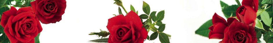 Скинали — Красные розы