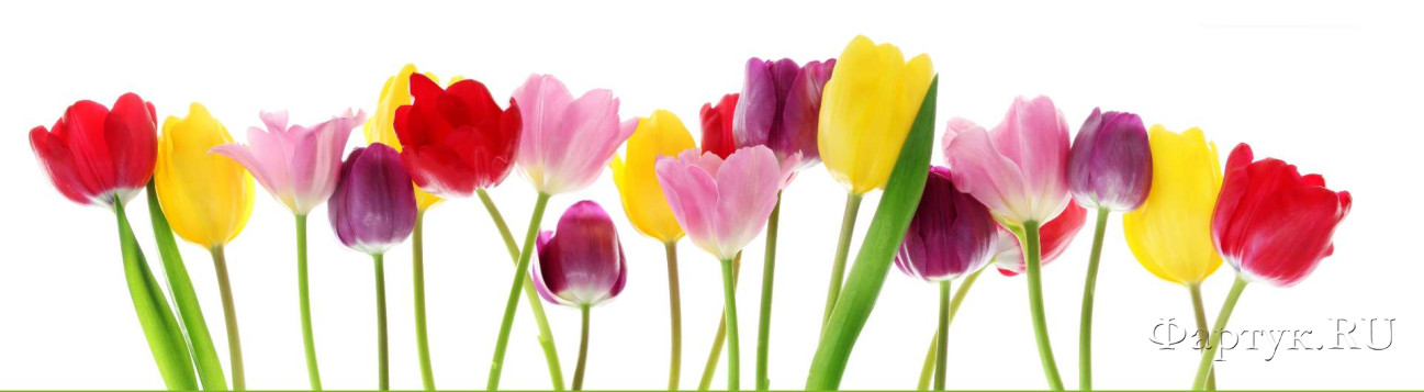 Скинали — Разноцветные тюльпаны